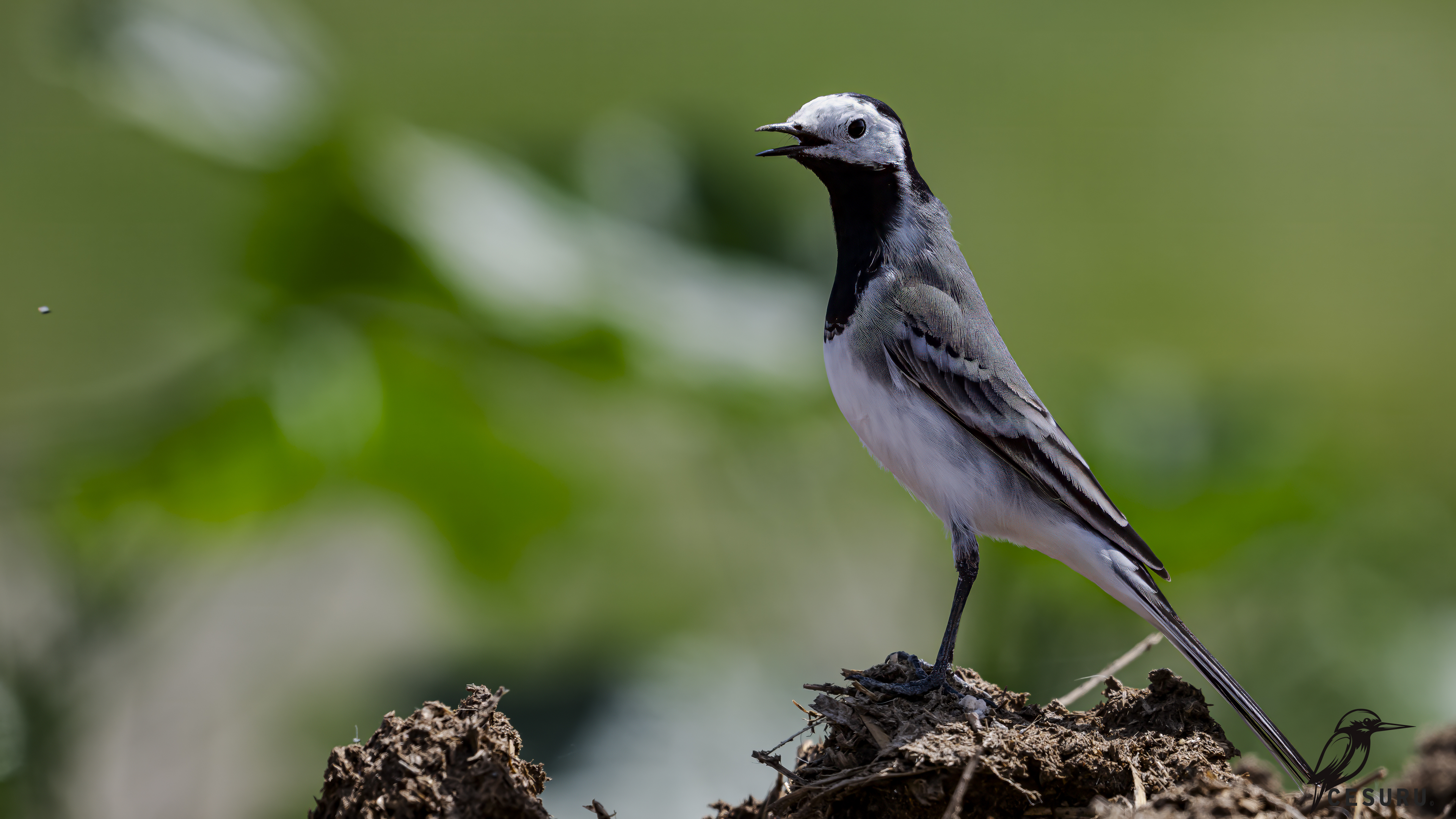 White Wagtail
